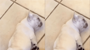 아기 프렌치 불독의 독특한 잠버릇(?)