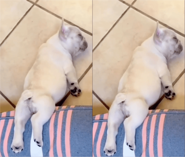 출처: Reddit / 독특한 수면 자세를 가진 강아지