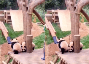 판다와 사육사의 ‘이것’ 쟁탈전, 과연 승자는 누구일까?