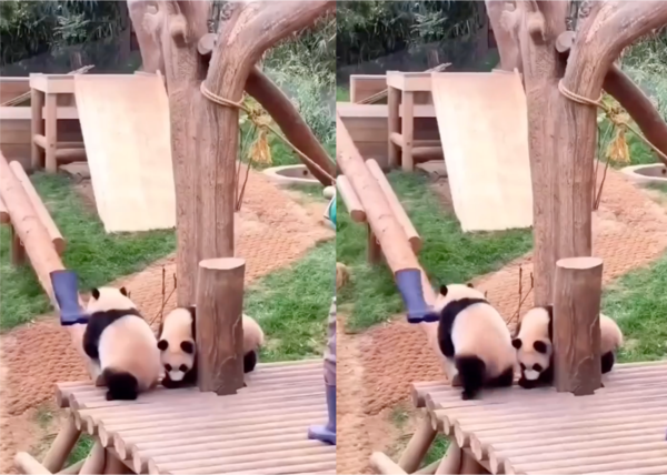 출처: Reddit / 판다의 눈에 들어온 장난감은?