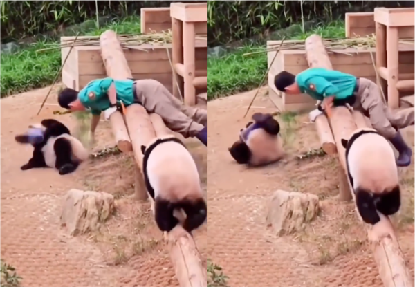 출처: Reddit / 온몸을 던져 벗어나려는 판다