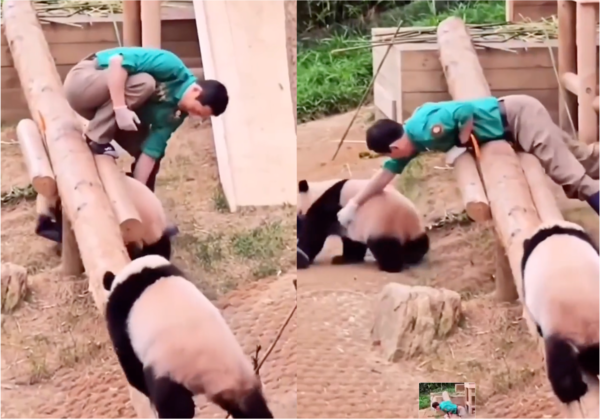 출처: Reddit / 판다에게서 신발을 찾으려는 사육사