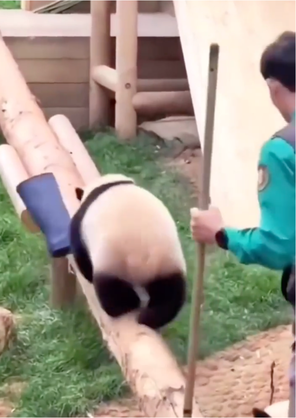 출처: Reddit / 고무장화 물고 도망치는 판다