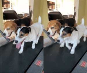 산책 대신 러닝머신? 강아지들의 우정 질주!