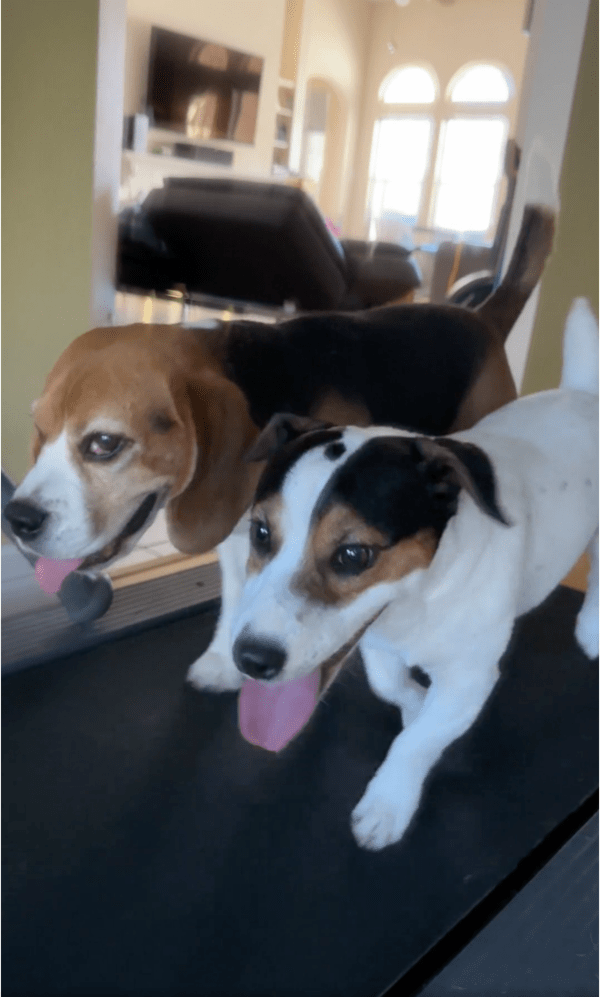 출처: Reddit / 친구와 속도 맞춰 뛰는 강아지