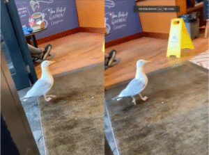 상점에 은밀하게 난입한 괴도의 정체는, 바로 갈매기?