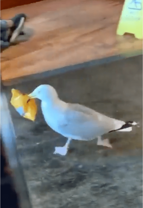 출처: Reddit / 쏜살같이 빠져나가는 갈매기