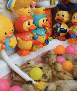 아기 오리들이 욕조에서 이리저리 분주한 이유는?