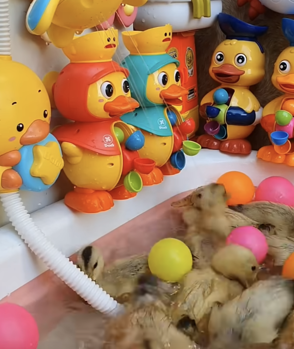 출처 : Youtube @monosatisfying / 돌아가며 물줄기를 즐기는 아기 오리들