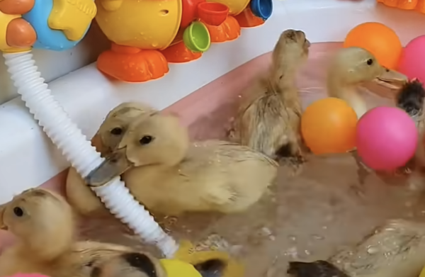 출처 : Youtube @monosatisfying / 물놀이중인 아기 오리들