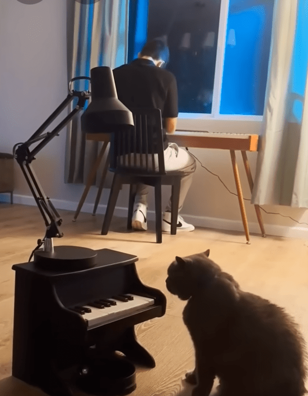 출처 : Youtube @AaronsAnimals / 피아노 앞에서 대기 중인 고양이