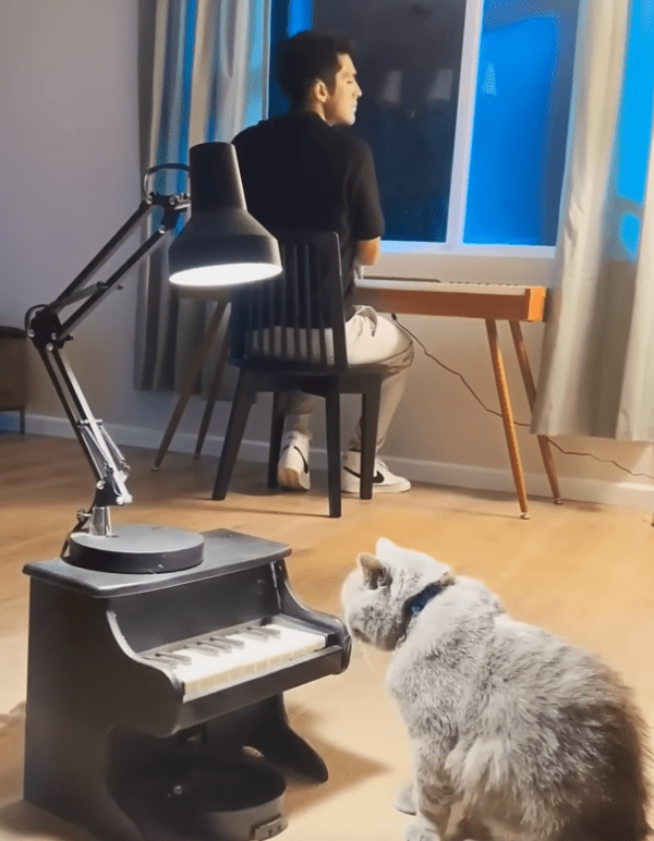 출처 : Youtube @AaronsAnimals / 조명 아래 대기 중인 고양이