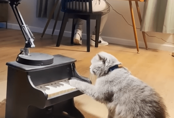 출처 : Youtube @AaronsAnimals / 정확하게 피아노 건반을 치는 고양이