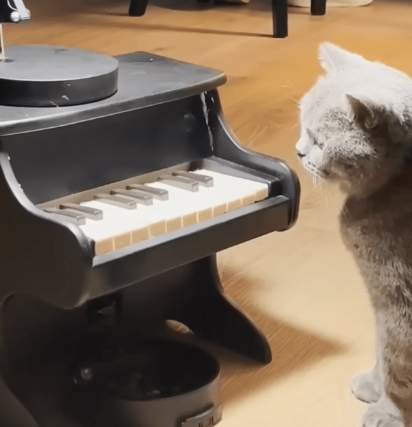 출처 : Youtube @AaronsAnimals / 피아노 밑에서 간식을 기다리는 고양이