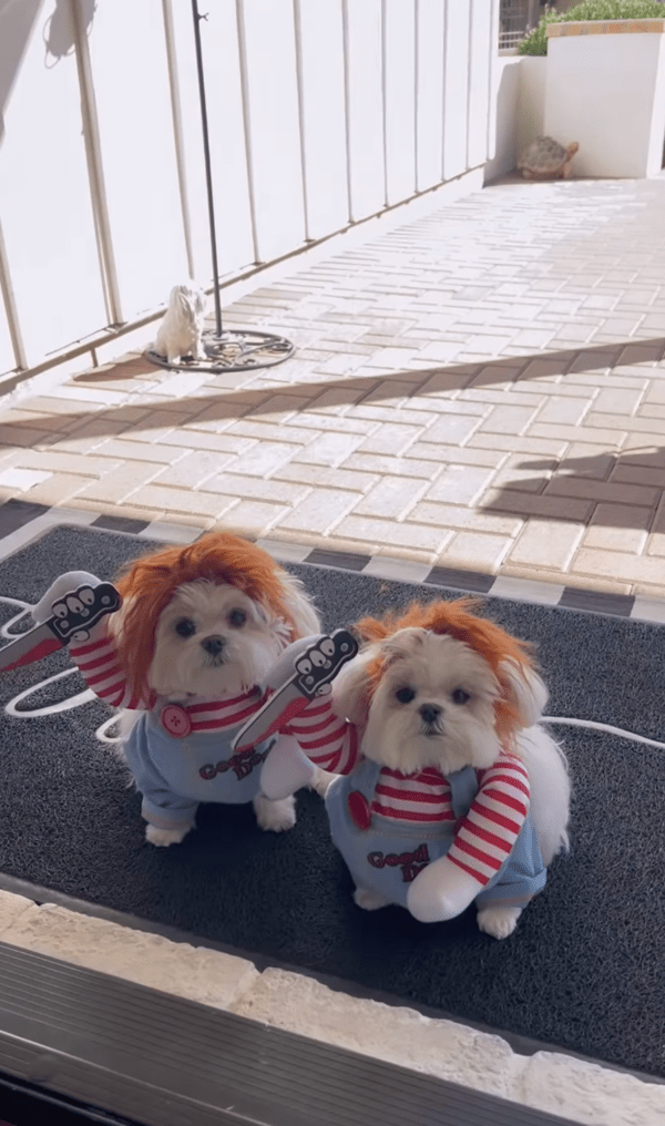 출처 : Instagram @cocothemaltesedog / 문 앞에 서 있는 처키 두마리
