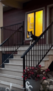 퇴근 후 지친 마음을 달래주는 보더콜리의 행동