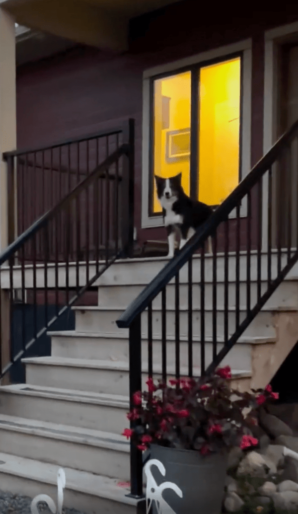 출처 : Reddit / 다가오는 주인을 본 보더콜리