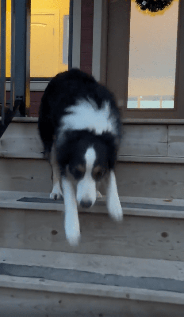 출처 : Reddit / 다가오는 주인을 보며 계단으로 내려오는 보더콜리