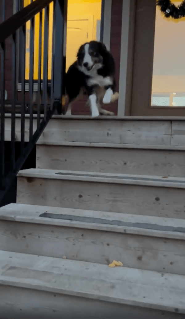 출처 : Reddit / 다가오는 주인을 보자 발을 동동 구르는 보더콜리