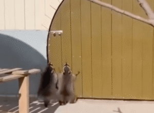 자신들을 놓고 간 사육사들을 향한 라쿤들의 행동