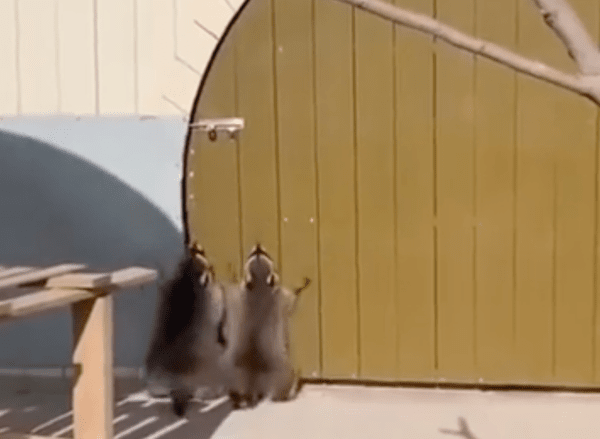 출처 : Reddit / 문 앞에 서 있는 두 라쿤들