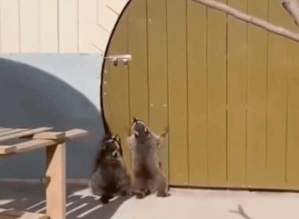 출처 : Reddit / 상의하고 있는 듯한 라쿤들