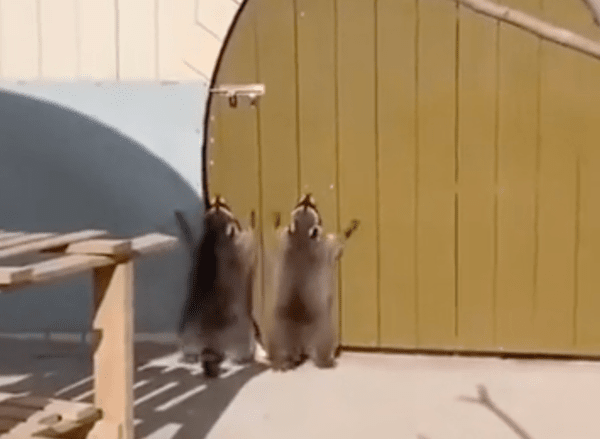 출처 : Reddit / 같은 동작으로 점프하는 두 라쿤들