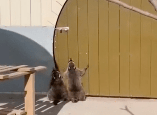 출처 : Reddit / 포기하지 않고 계속 점프하는 두 라쿤들