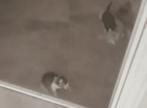 “저 좀 살려주세요!” 아기 고양이가 문 뒤에서 울부짖는 이유