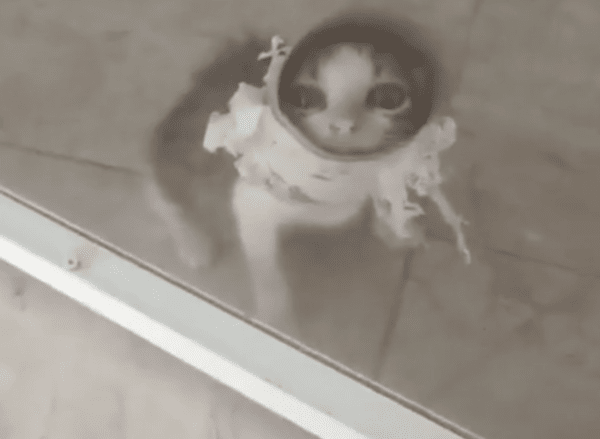 출처 : Reddit / 휴지심이 머리에 끼인 아기 고양이