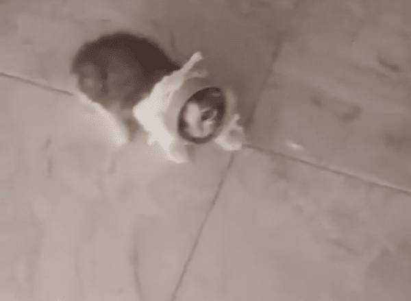 출처 : Reddit / 나 좀 꺼내달라는 아기 고양이의 자세