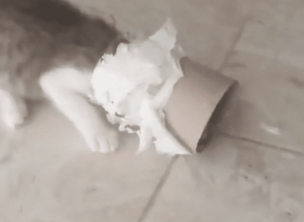 출처 : Reddit / 겁먹은 듯 엎드려 있는 아기 고양이