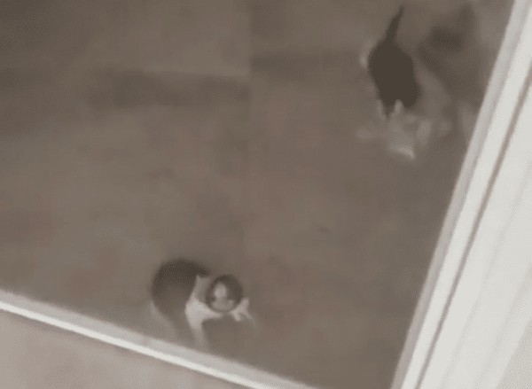 출처 : Reddit / 사고 친 듯한 아기 고양이들