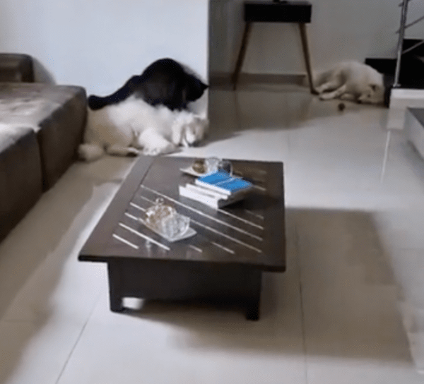 출처 : Reddit / 사모예드 위에 올라가 있는 고양이