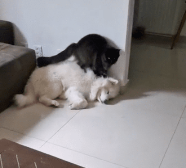 출처 : Reddit / 자는 사모예드 위에서 꾹꾹이를 하는 고양이