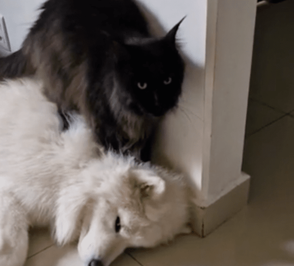 출처 : Reddit / 개를 제대로 마사지 중인 고양이