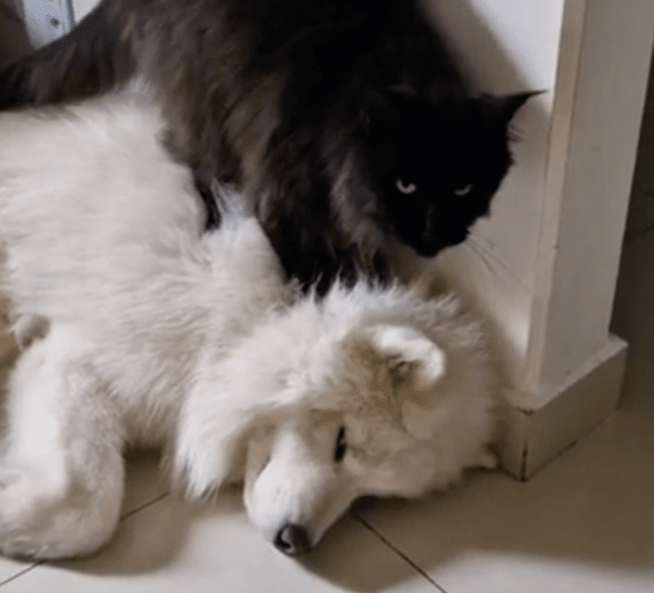 출처 : Reddit / 꾹꾹이 중인 고양이와 자는 사모예드