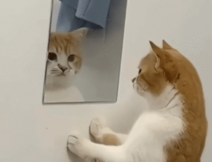 “이렇게 예쁜 고양이는 누구죠?” 고양이가 반한 존재는?