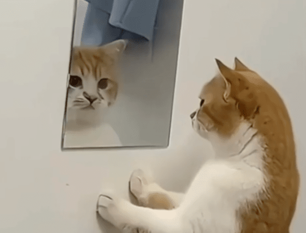 출처 : Reddit / 거울을 바라보는 고양이