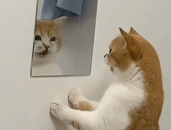 출처 : Reddit / 자기 자신을 보고 야옹거리는 고양이