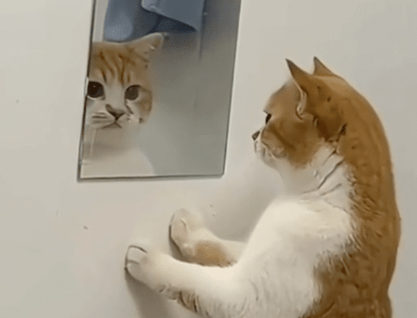 출처 : Reddit / 거울 속 자신을 빤히 쳐다보는 고양이