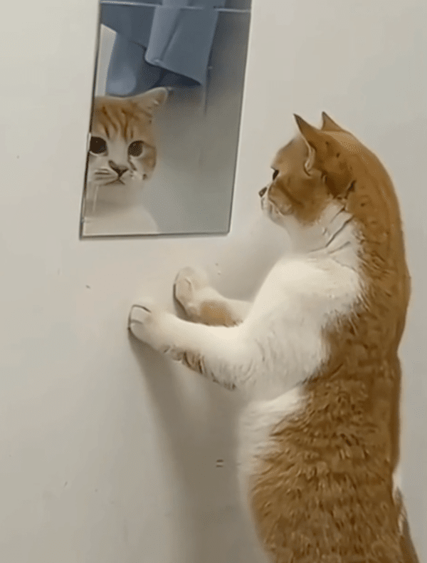 출처 : Reddit / 끝까지 자신을 바라보고 있는 고양이