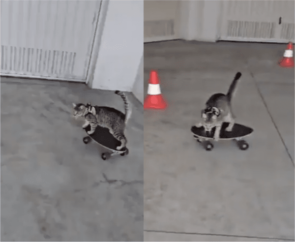 출처: Reddit / 스케이드보드 타는 고양이