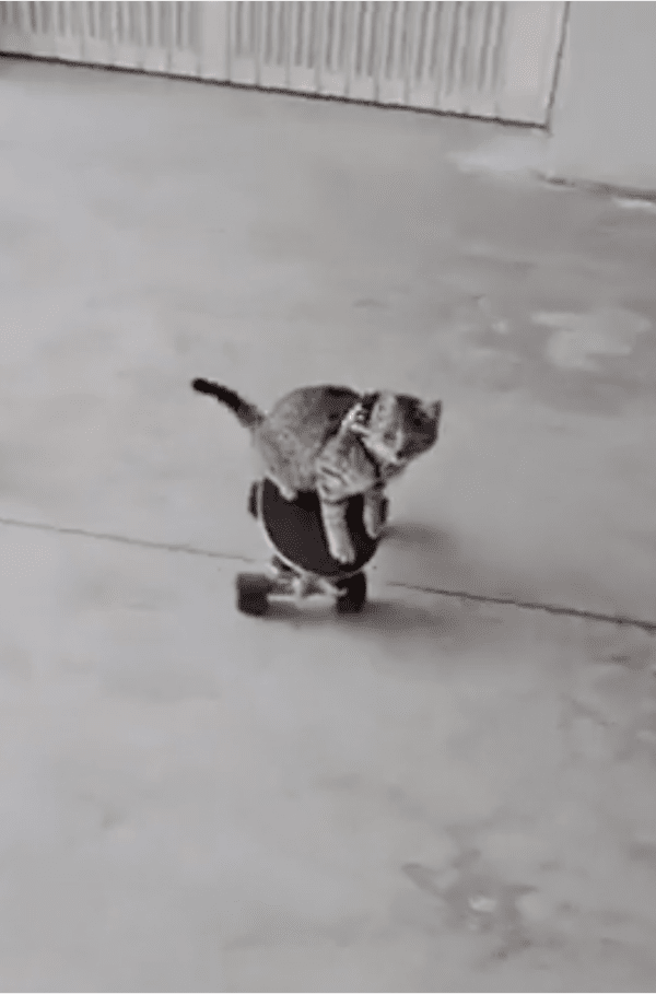 출처: Reddit / "이 정도야 껌이지"