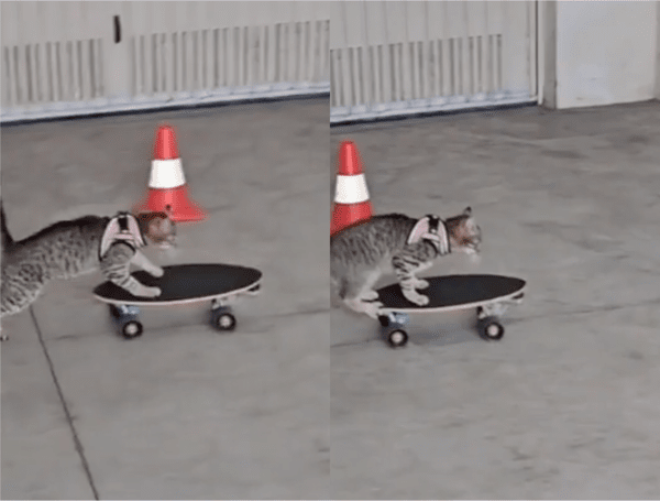 출처: Reddit / 떨어져도 재빠르게 올라타는 고양이