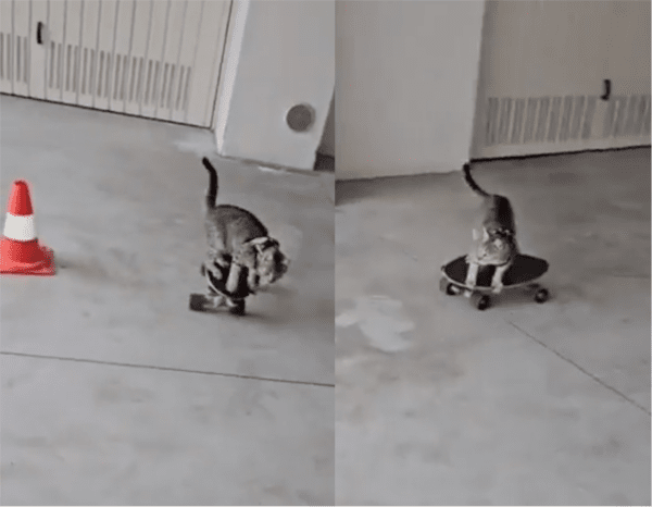 출처: Reddit / 균형감각 좋은 고양이