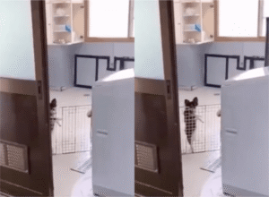 삼바 춤을 추는 강아지가 있다고? 그것도 두 발로 서서!