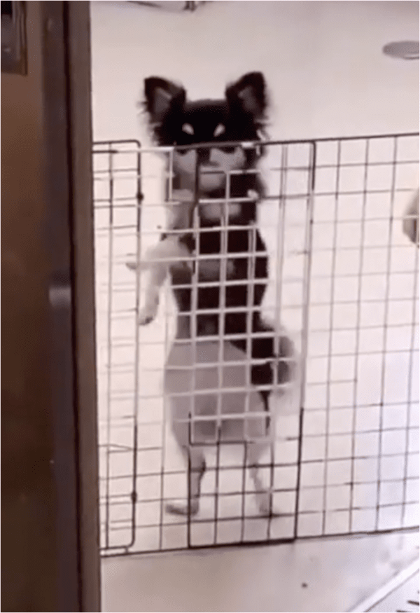 출처: Reddit / 삼바! 춤추는 모습의 강아지