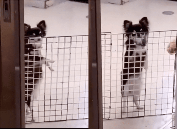 출처: Reddit / 균형을 잘 잡고 직립보행 중인 강아지