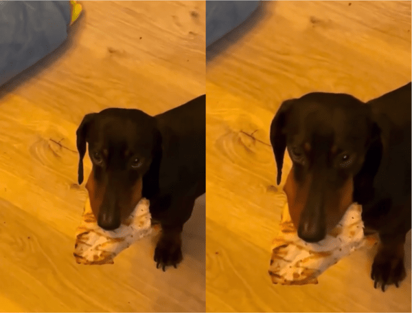 출처: Reddit / 닭가슴살 물고 주인 쳐다보는 강아지